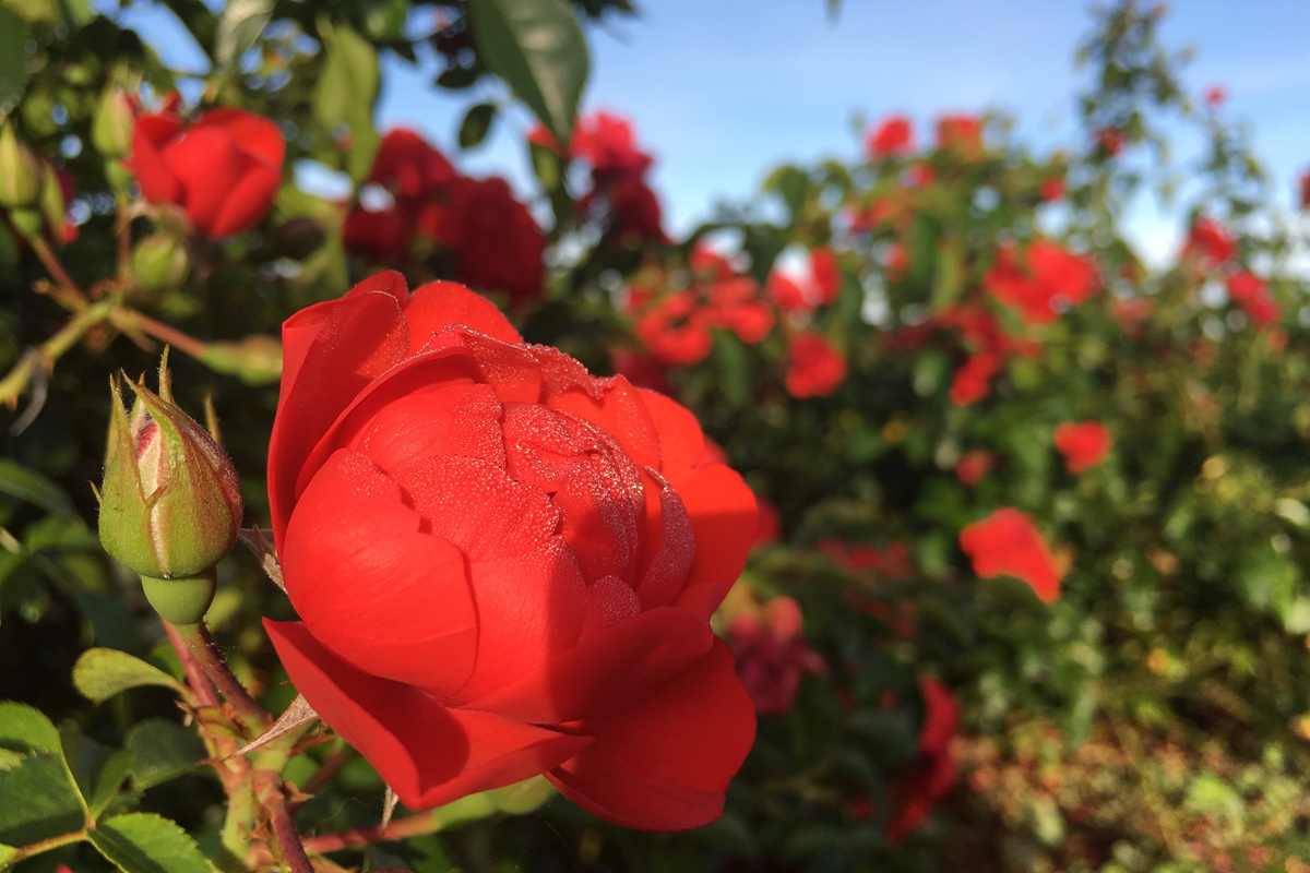 Rosa Flower Carpet Scarlet (1).jpg